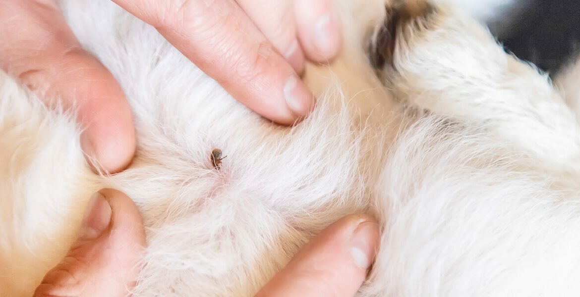 Dermatite da pulci del cane cause sintomi e rimedi